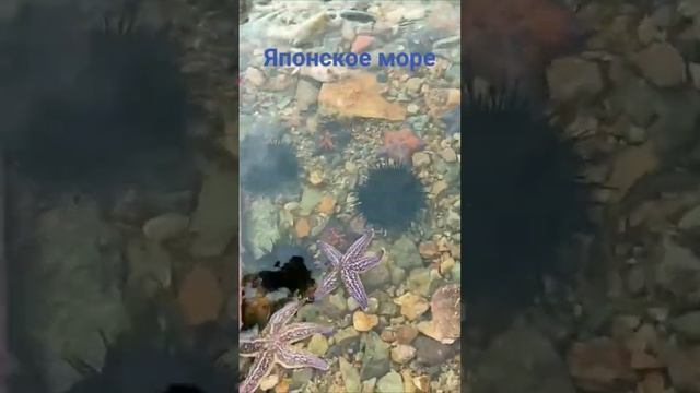 Морские обитатели Японского моря. #владивосток #морскиеобитатели #японскоеморе
