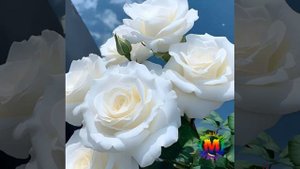 "Қабристонга бир бор бориб кўр"