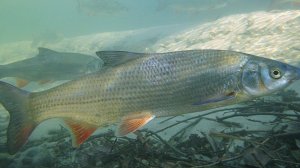 Реальная рыбалка 2. Подуст