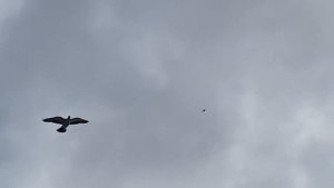 Атаки сапсана!!