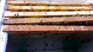 Лежак из пеноплекса, грызут? месяц с пчелами.