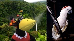 Молуккский какаду