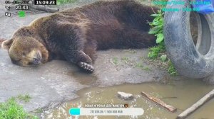 Мансур 🤎 Мысли, мечты... медведь дремлет. Sommermüdigkeit 🌞🤗