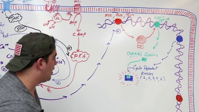 Cell Biology | Cell Cycle Regulation смотреть онлайн