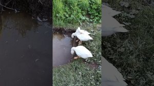 Любимые гусята породы Губернаторские