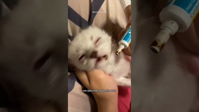 Piratinha Parte 1 gatos amamosgatos