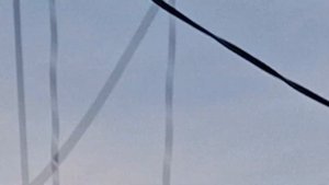 Дикий голубь сидит на столбе на Карантинной улице и собака Лиза в Таганроге 12 Апреля 2024 года