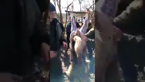 Охота на волков.разделка волка