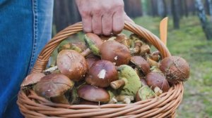ГРИБЫ.ГРИБОЧКИ (Песня В.Обожина и О.Богдан)