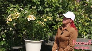Роза Крим Бэбилон Айз Первое цветение
