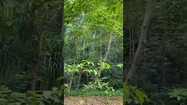 Пляж Май Бэй. Где-то тут снимался Ди Каприо #ешсережвтае #тайланд