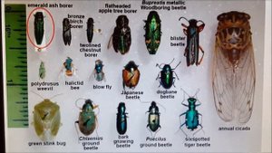 Emerald Ash Borer (EAB) in Wausau WI (6 Spotted Tiger Beetle)