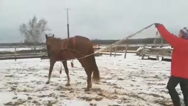 Приучение молодой лошади к работе на вожжах.