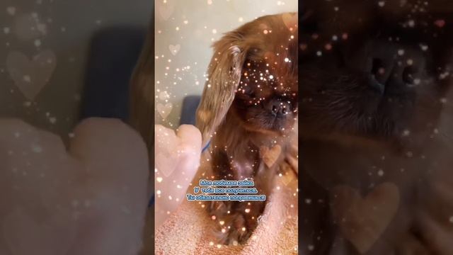 Прибавили 500 грамм к весу! Для нее это результат! Двигаемся дальше #кингспаниель #маленькиесобачк смотреть онлайн