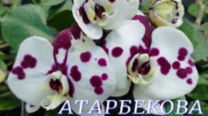 №983/ НЕБОЛЬШАЯ поставка ОРХИДЕЙ в с/ц на АТАРБЕКОВА