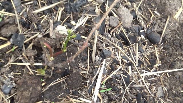Состояние винограда на 25 мая 2020 года север Беларуси, Новополоцк // Vineyard in Belarus May 25