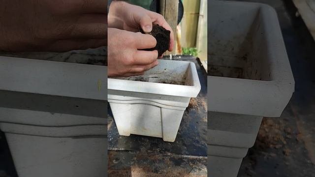 Имбирь из магазина магнит. Как вырастить имбирь. Новая часть.