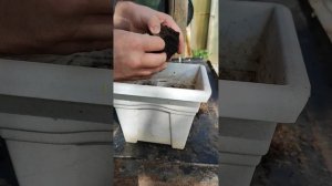 Имбирь из магазина магнит. Как вырастить имбирь. Новая часть.