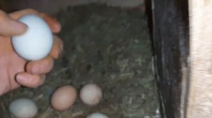 Сбор куриных яиц и обзор курятника. #куры #петух #chick #hen
