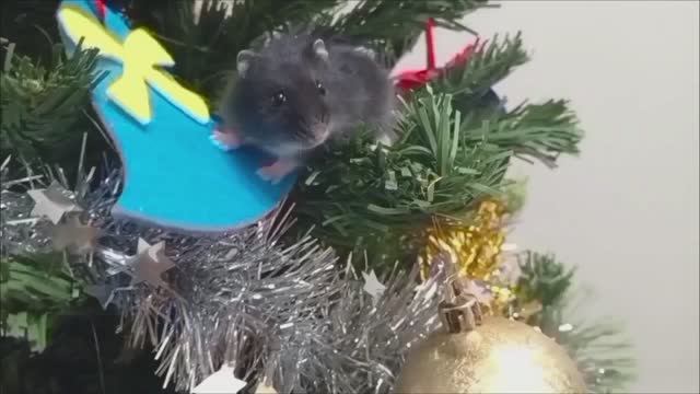 Хомяки украшают ёлку смотреть онлайн