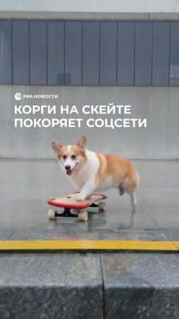 Корги на скейте покоряет соцсети