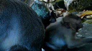 Many Times Big Male Intended To Warn Baby But Last Was Sweet Pea, Monkey Recorder PT1200