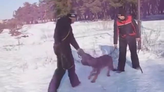 Dodger Gray Fortuna Fortis, 7.02.2016 смотреть онлайн