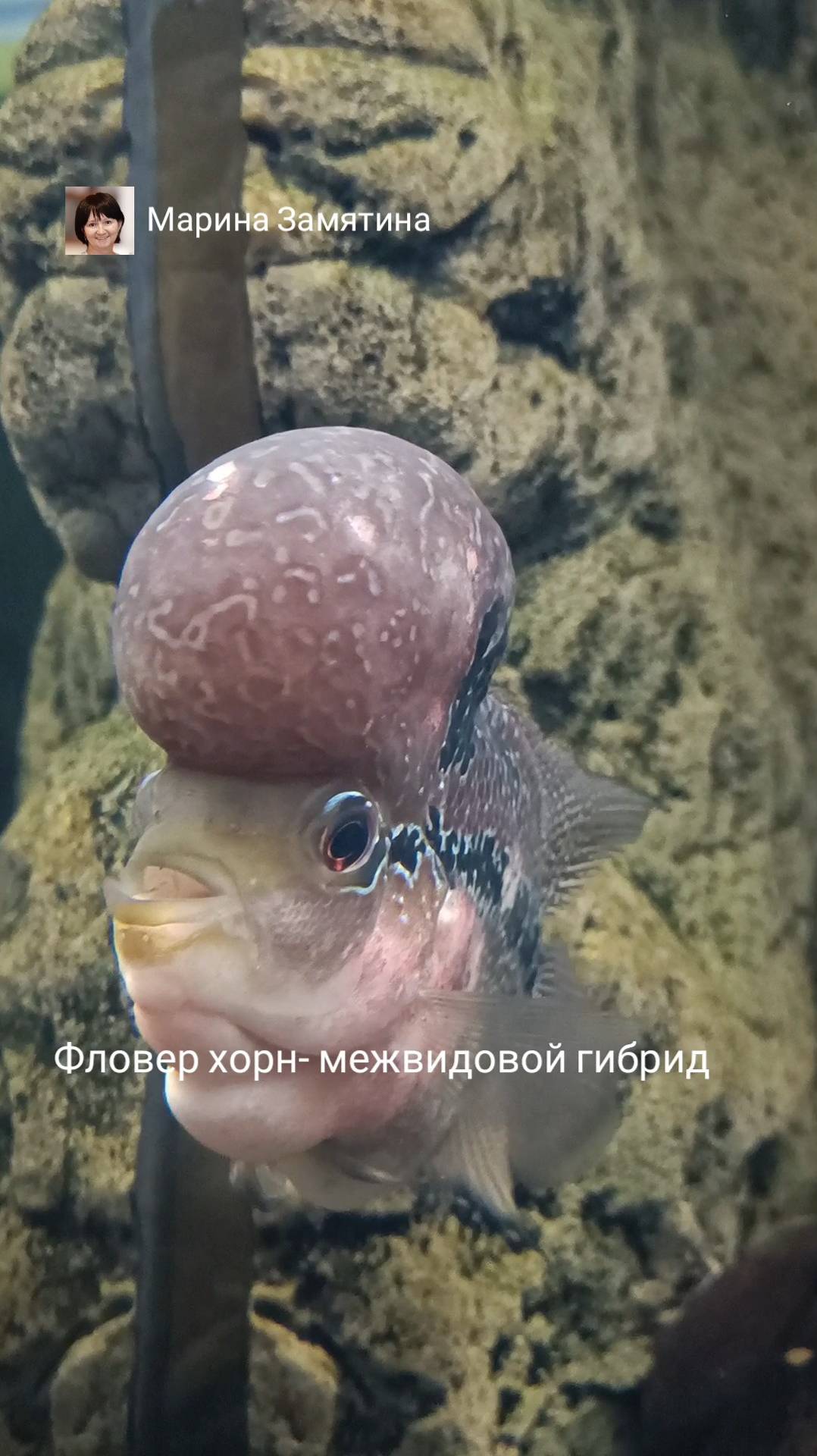 Флауэр хорн-рыба с сильным наростом на голове.