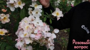 Роза Салли Холмс  Осеннее цветение