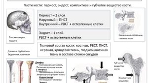 Лекция 7.2. Скелетные соединительные ткани: Костные ткани | Князева Л.А.