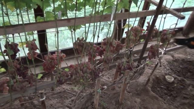 Встреча с замечательными виноградарями на севере Беларуси / Meeting with  winegrowers in Belarus