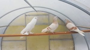 Николаевские голуби в козельске новая порода