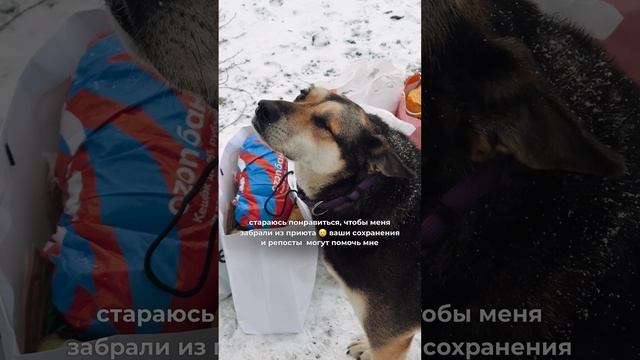 Сохраняй и делай репосты, чтобы он нашел свой дом. Приют «Щербинка», Москва