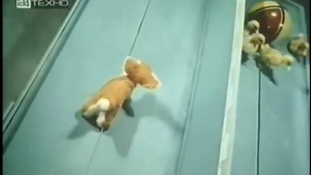 Импринтинг у утят