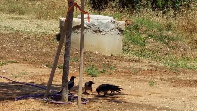 Ворона кормит своих подросших детей./Crow feeds her grown children. смотреть онлайн