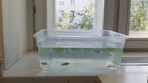 Вынужденная ситуация. Передержка аквариумной рыбы. #аквариум #Гуппи #Пельвикахромис