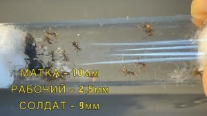Pheidole Xanthogaster || Маленькие Великаны || Рассказ о виде!