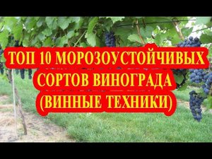ТОП 10 МОРОЗОСТОЙКИХ СОРТОВ ВИНОГРАДА. ВИННЫЕ ТЕХНИКИ / TOP 10 FROST-RESISTANT GRAPES