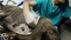 УЗИ брюшной полости крупных собак