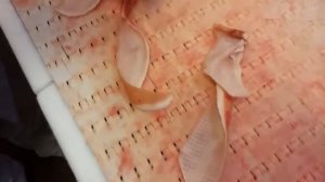 Шкуросъемная машина, снятие кожи с бедра HSK8 P3