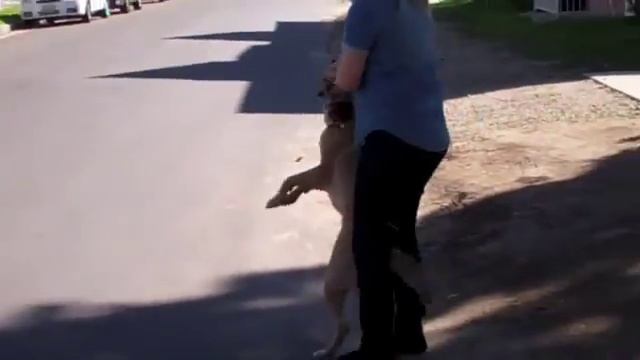 The Good Dog Minute 3/14/13:Vallejo! Transforming severe leash aggression in one session. смотреть онлайн