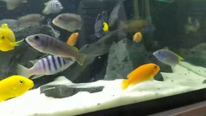 Metriaclima zebra chilumba Katale