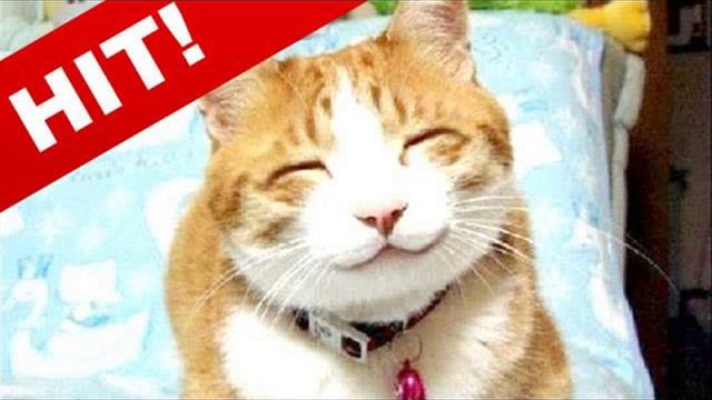Funny Cats - Смешные кошки - Лучшие коты 2010 года смотреть онлайн