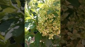 Боковое ветвление на гортензии Скайфол.
