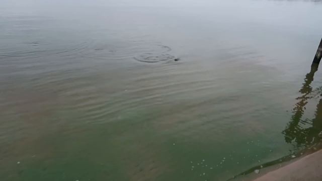 VLOG Серёжа на меня разозлился смотреть онлайн