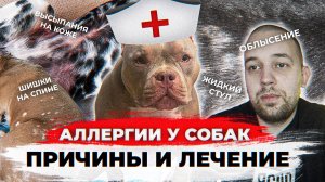 Аллергии у собак. Причины и лечение. Об этом молчат ветеринары! На примере американского булли