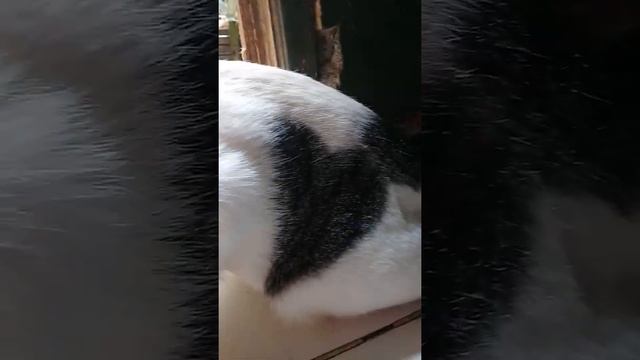 CAT EAT TOMATO____KUCING MAKAN TOMAT смотреть онлайн