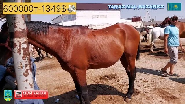 30.07.2023 ЖЫЛҚЫ БАҒАСЫ | МАЛ БАЗАР 2023 | МАЛ БАЗАР ТАРАЗ 2023 | ✅