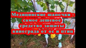 Медицинские шапочки - эффективная защита винограда от ос / Medical caps - against wasps for grapes