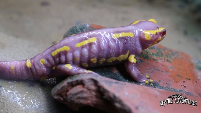 ALL ABOUT EUROPEAN FIRE SALAMANDERS!